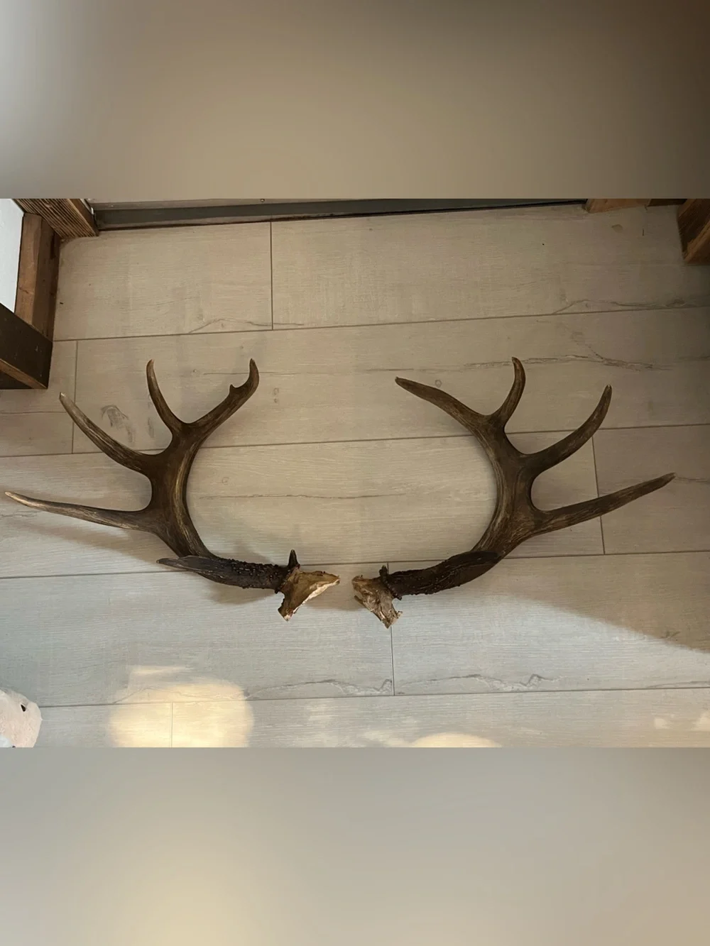 Rustic Brown Antler Wall Decor Pair white tail deer - Home Wall Decor